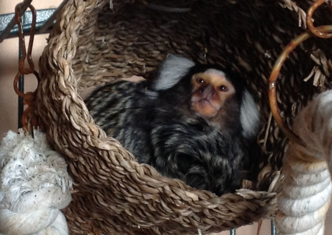 Pilkington United Kingdom Limited, part of the NSG Group, is helping to build a new home for rescued pet marmosets at The Monkey Sanctuary in Cornwall.